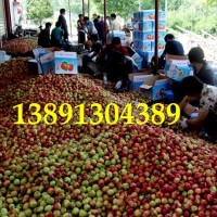 陕西油桃基地，中油16，中油9，中油18油桃产地批发价格