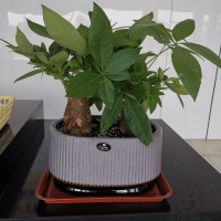 苏州吴中植物租赁 苏州吴中盆栽租赁 苏州吴中花卉租赁